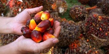 Harga TBS mulai naik. Foto: bisnis.com