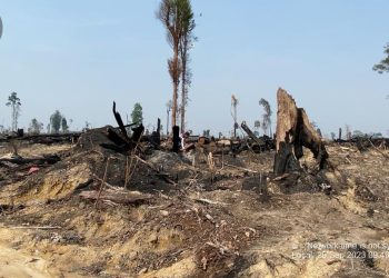 Sisa Kebakaran Lahan di Kabupaten Tebo. Foto: IST