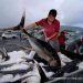 Penangkapan ikan di laut Indonesia. Foto: dokumentasi istimewa kementrian Kelautan dan perikanan.
