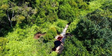 Lahan Gambut di Provinsi Jambi. FOTO: ANTARA FHOTO
