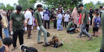 Suasana pemotongan hewan kurban yang melibatkan masyarakat setempat. FOTO: IST