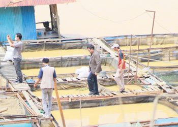 Ivan Wirata saat turun melihat kondisi petani ikan kerambah jaring apung milik warga Desa Sarang Burung Muaro Jambi. FOTO: UCUP